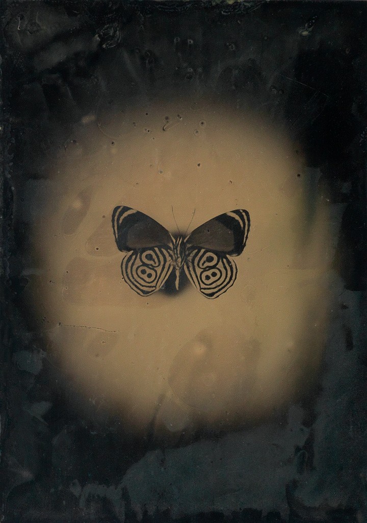 Lot 223: Jayne Hinds Bidaut, Butterfly, Peru (Diaethria ethusa), tintype, 2001. Estimate $600 to $900.