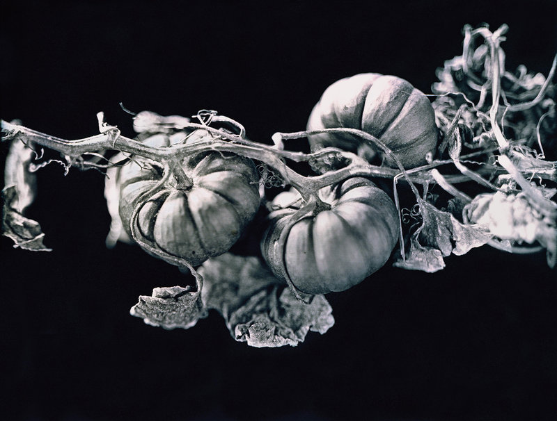 Jerry Spagnoli, Jack-Be-Little Squash, daguerreotype, 2000-15. From Heirloom Harvest.