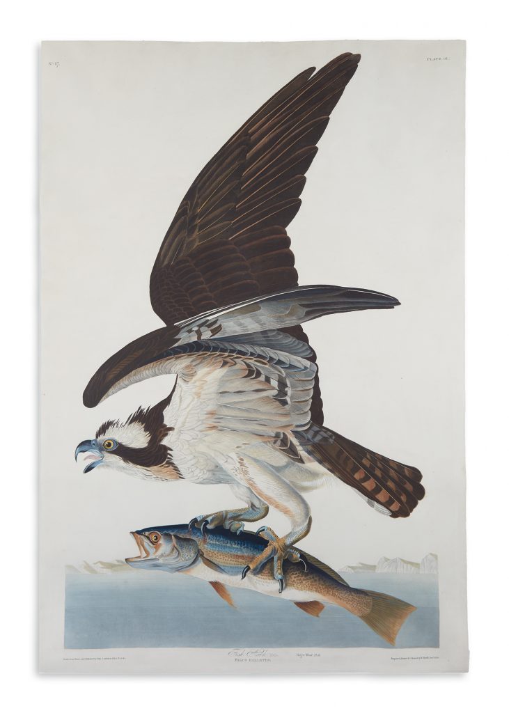 Audubon