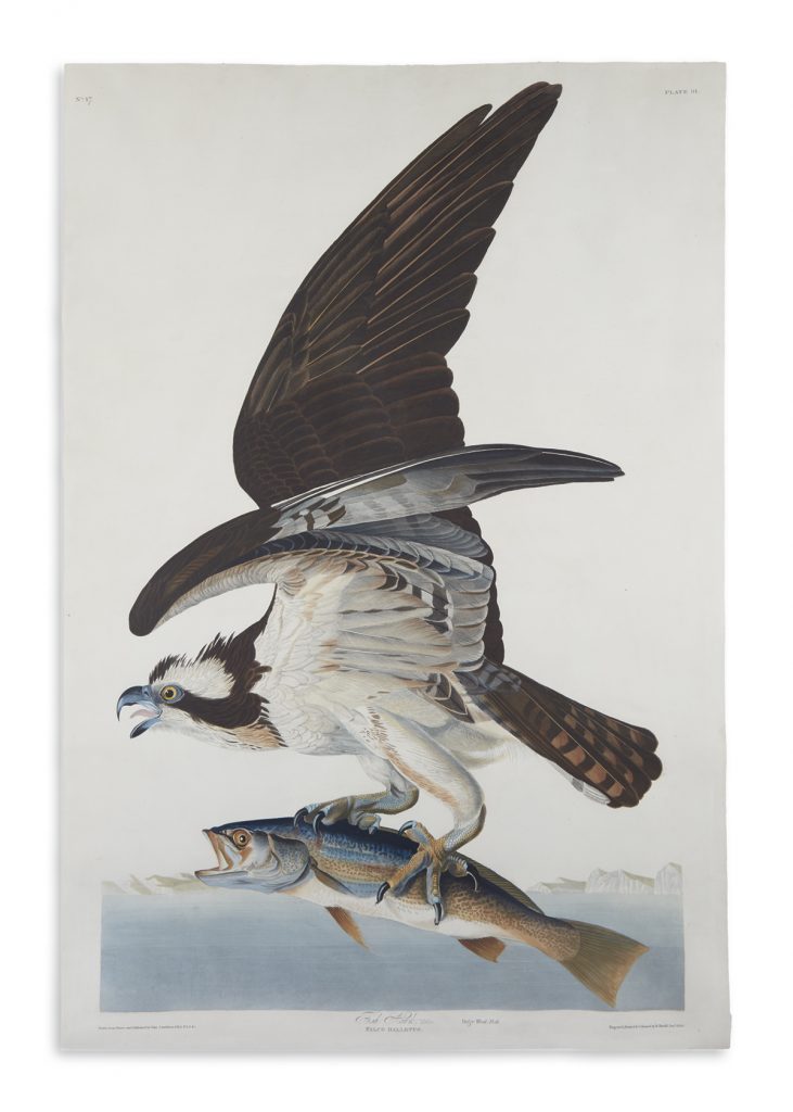 John James Audubon's aquatint and engraved plate of a fish hawk mid plucking a fish from the water.