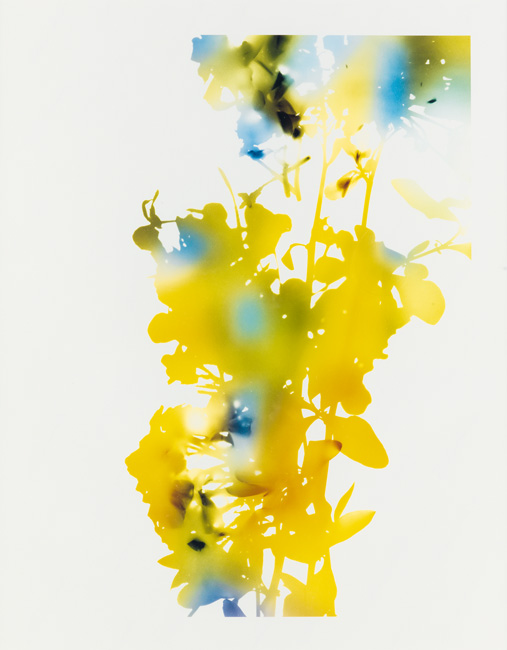 bright yellow and blue abstraction of flora