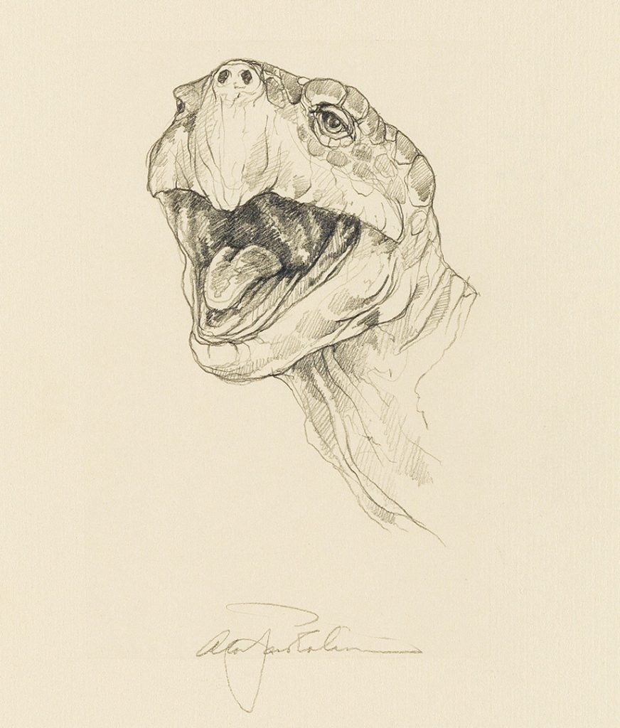 Sketch of the head of a turtle by Alan James Robinson published by the Cheloniidae Press.