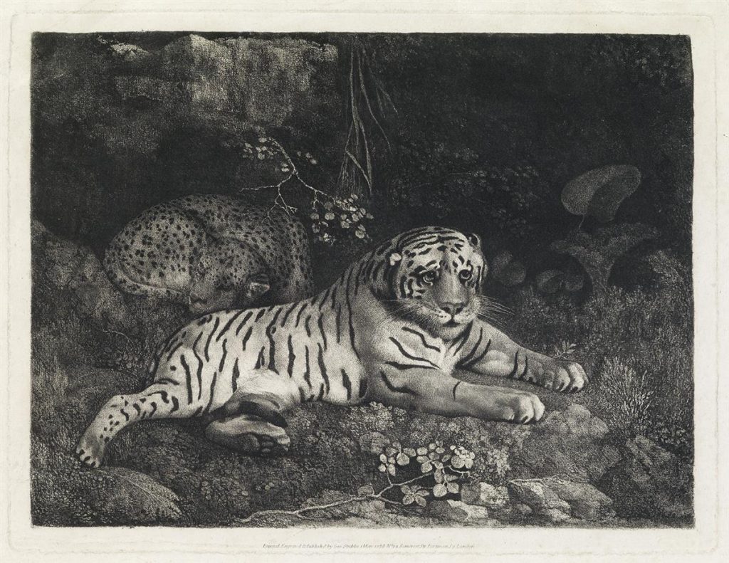 A black and white etching of a tiger and a sleeping leopard by George Stubbs.
