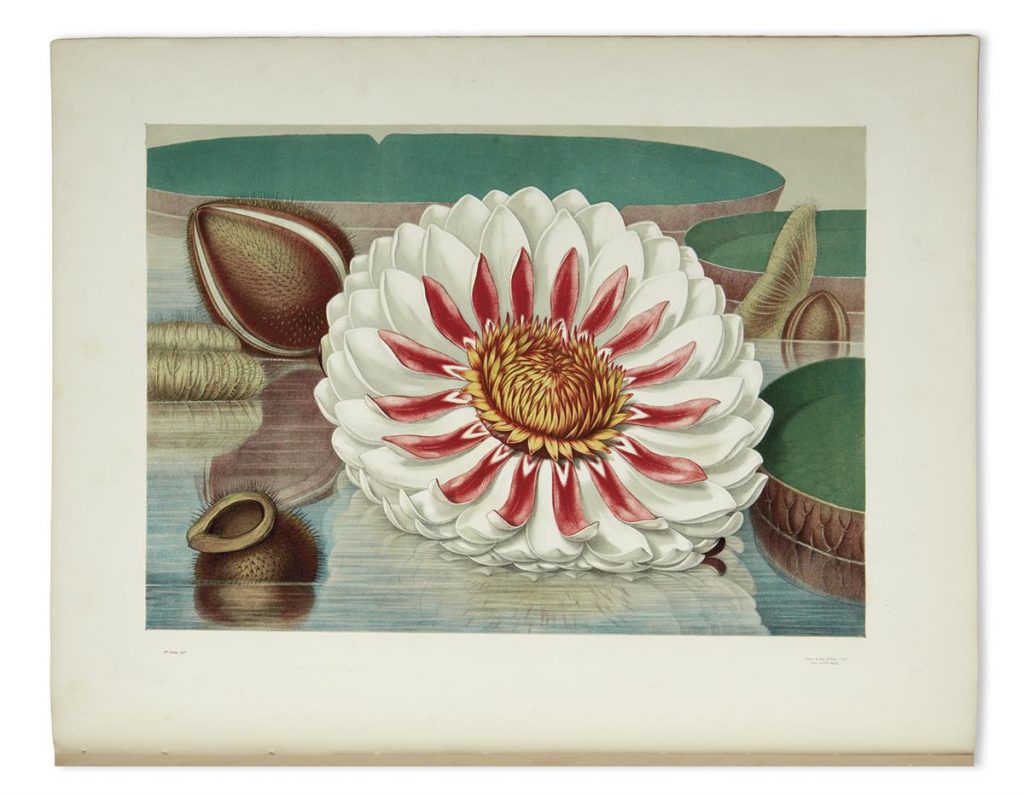 A chromolithograph image of the Great Water Lily of America by John Fisk Allen and William Sharp.