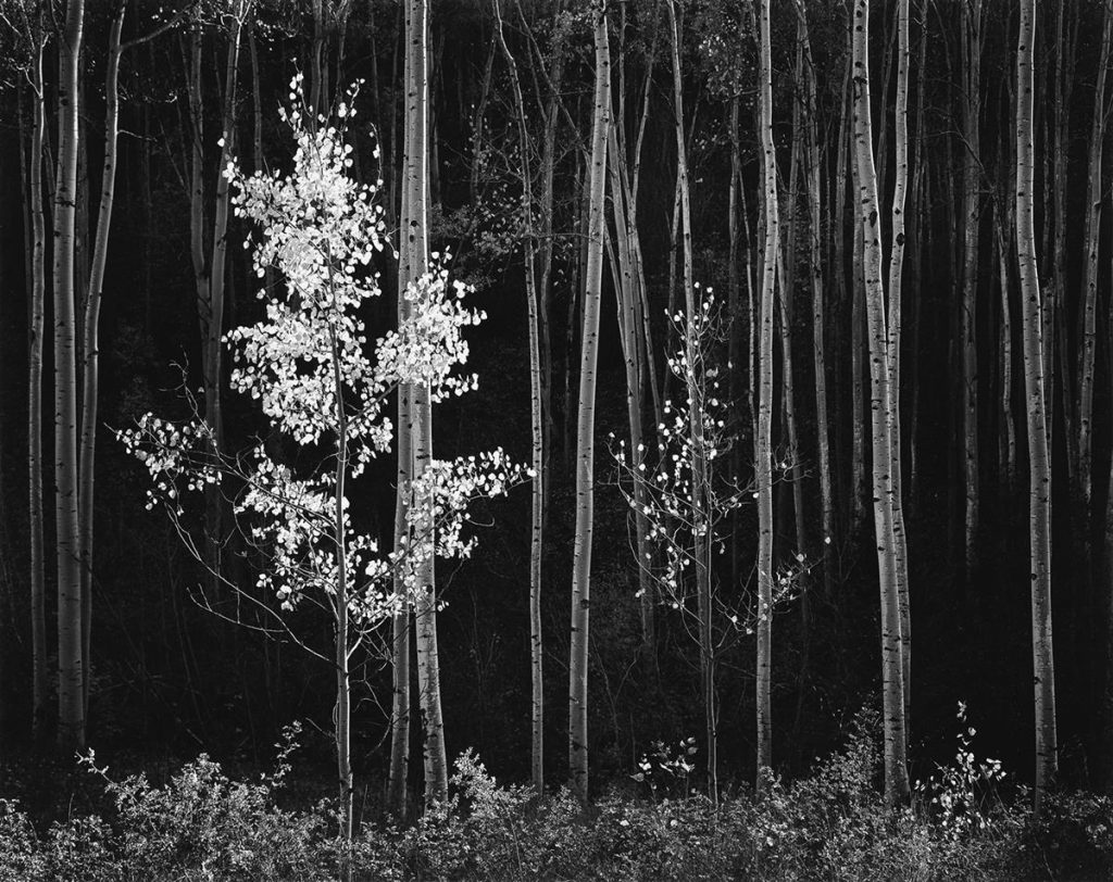 ot 145: Ansel Adams, Aspens, Northern New Mexico, silver print, 1958, printed 1978. $20,000 to $30,000.