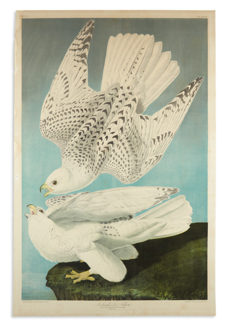 John James Audubon, Iceland or Jer Falcon, chromolithograph, New York, 1860.