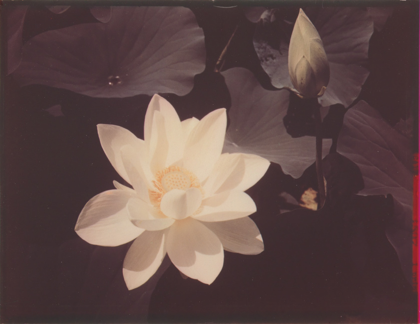 Edward Steichen, White Lotus, dye transfer print, 1939, printed 1940.