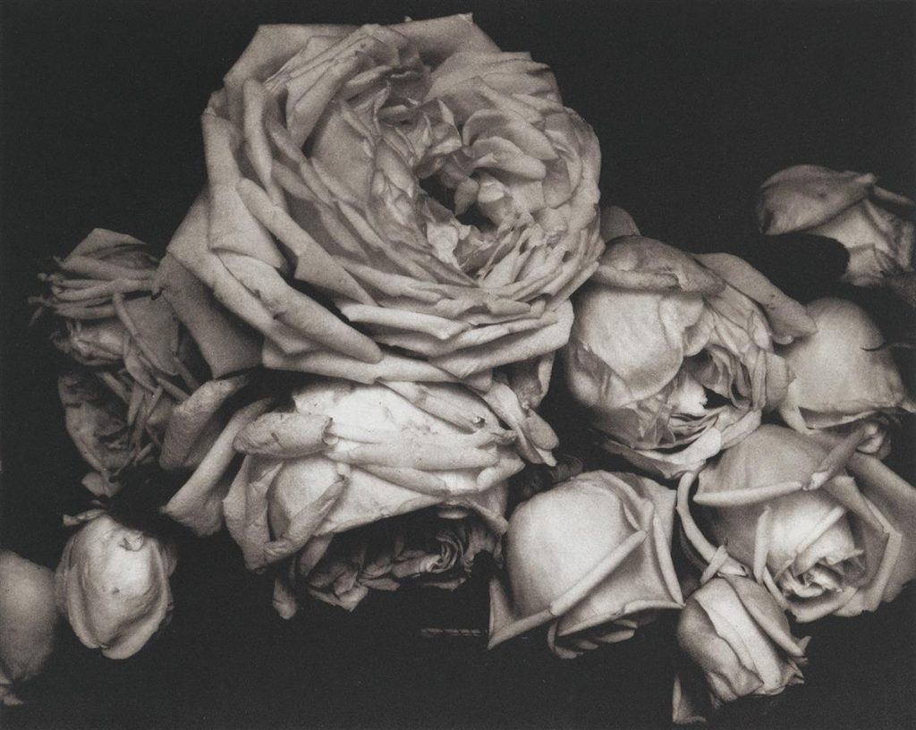 Edward Steichen, Heavy Roses, Voulangis, France, from the portfolio The Early Years 1920-27, 1914