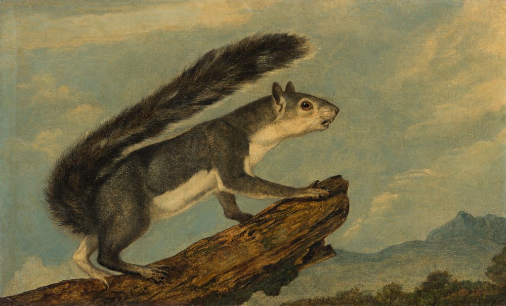 John Woodhouse Audubon: The California Gray Squirrel - Swann ...